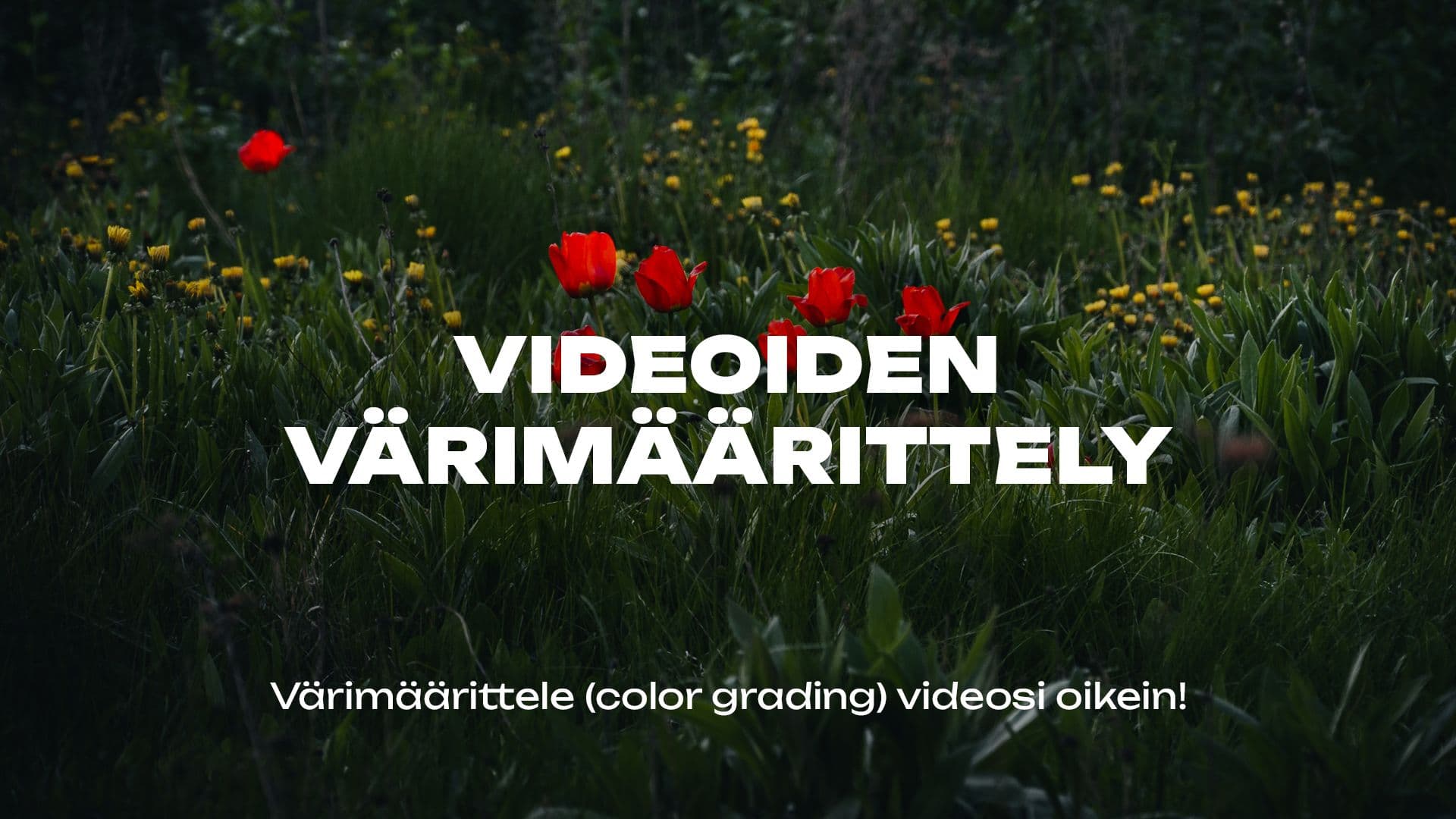 Värimäärittele oikein! N-LOG – Nikon Z6III - RCTIC Julkaisu