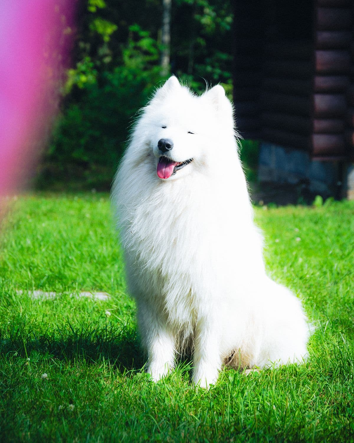 Pet Photography Turku - FREIM