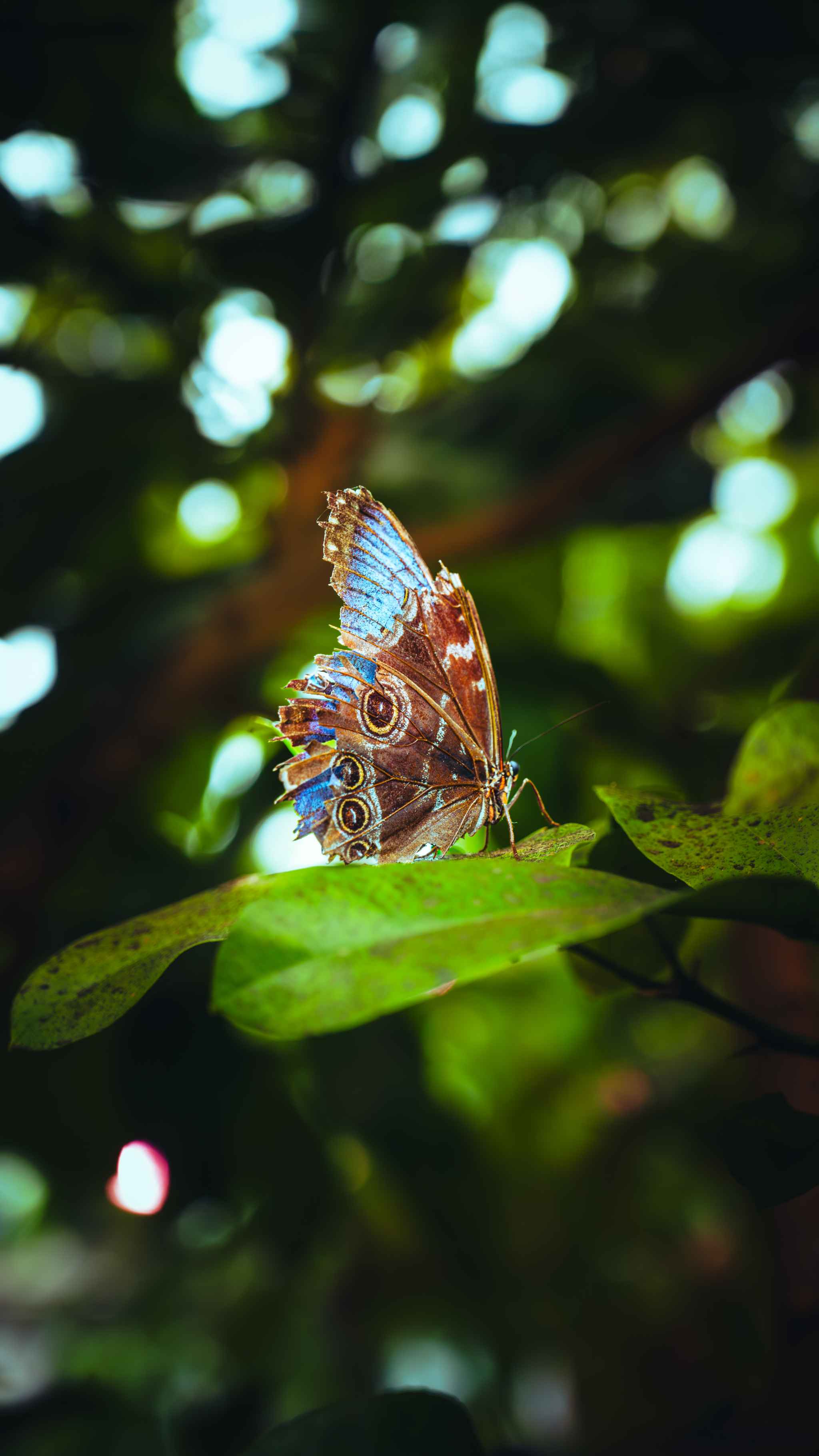Butterfly on leaf