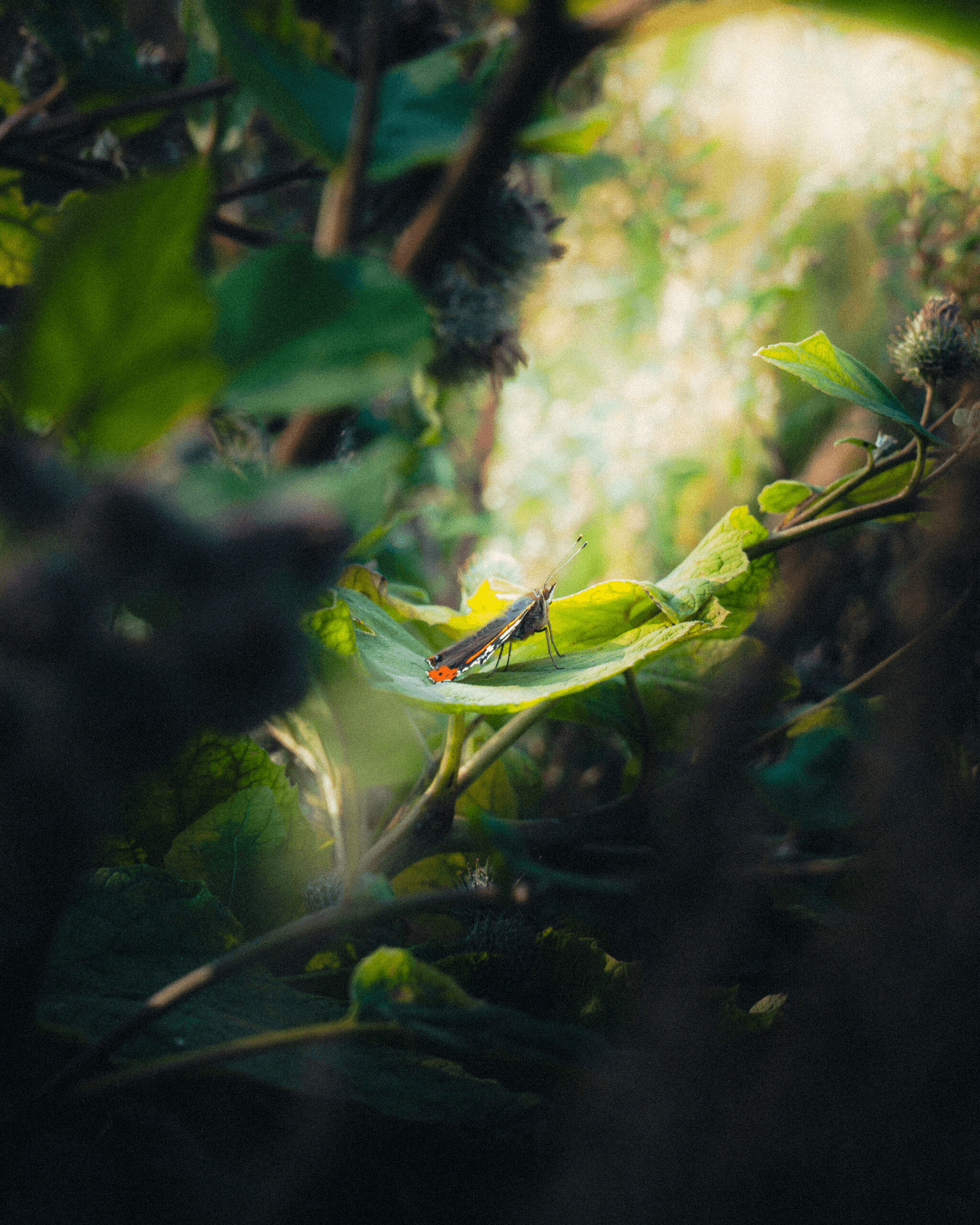Secret Sanctuary