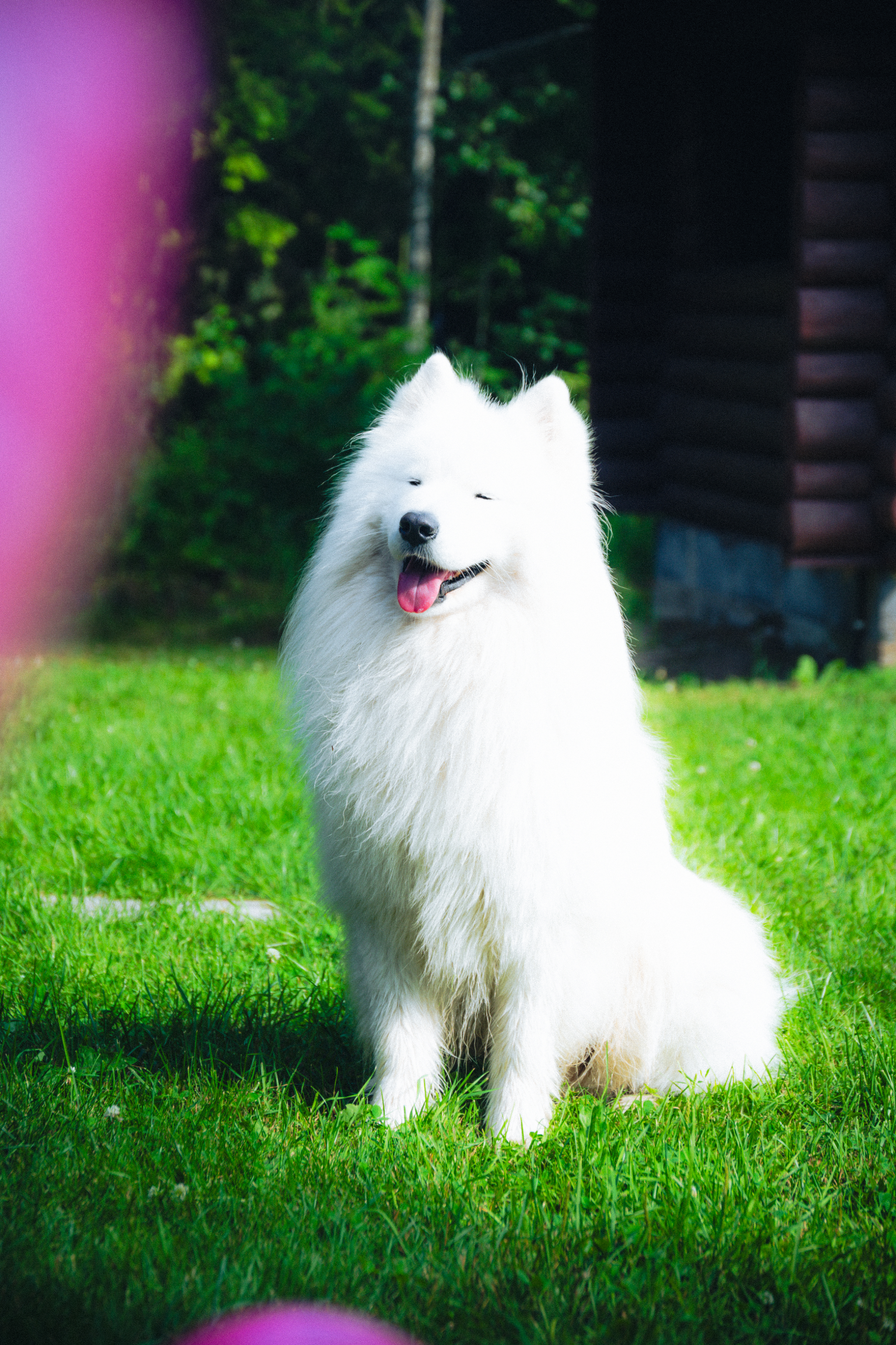 Dog Photography
